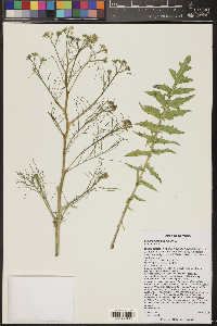 Sisymbrium altissimum image