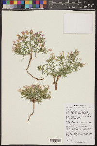 Phlox longifolia subsp. longifolia image