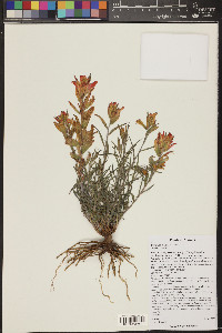 Castilleja integra image