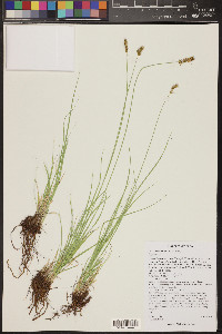 Carex occidentalis image