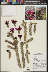 Cylindropuntia spinosior image