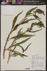 Rumex californicus image