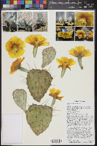 Opuntia macrorhiza image