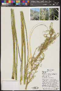 Nolina microcarpa image