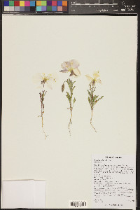 Oenothera albicaulis image