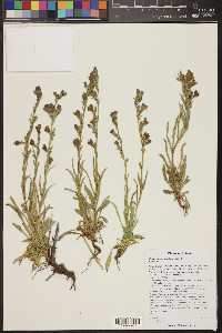 Penstemon ophianthus image