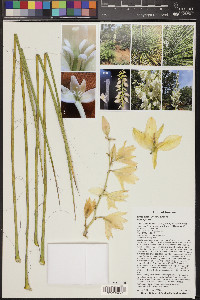 Yucca elata image