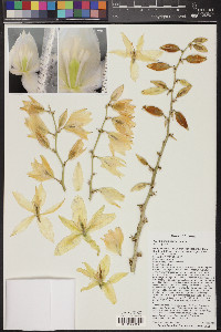 Yucca elata image