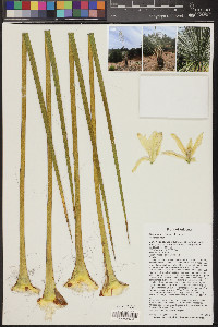 Yucca elata image