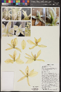 Yucca elata image