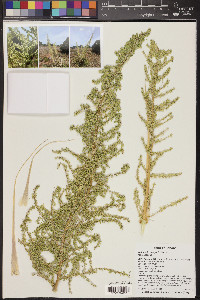 Nolina microcarpa image