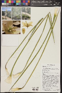 Yucca elata image