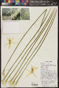 Yucca elata image