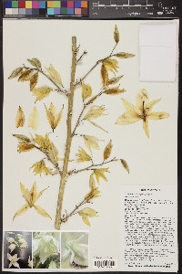 Yucca elata image