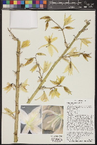 Yucca elata image