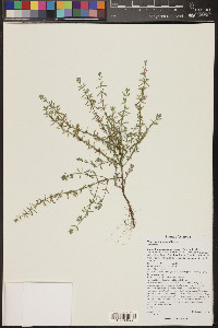 Hedeoma drummondii image