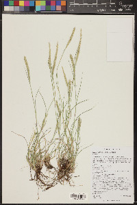 Lycurus setosus image