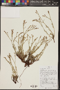 Eriogonum wrightii image