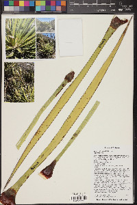 Yucca baccata var. brevifolia image