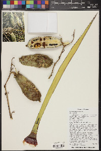 Yucca baccata image