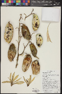 Yucca baccata image