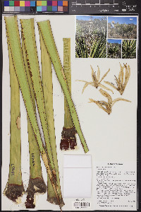 Yucca baccata image