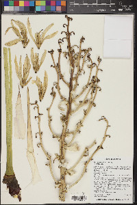 Yucca baccata image