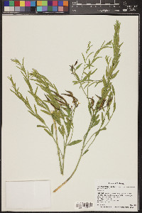 Amsonia tomentosa image