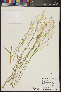 Lepidium montanum image