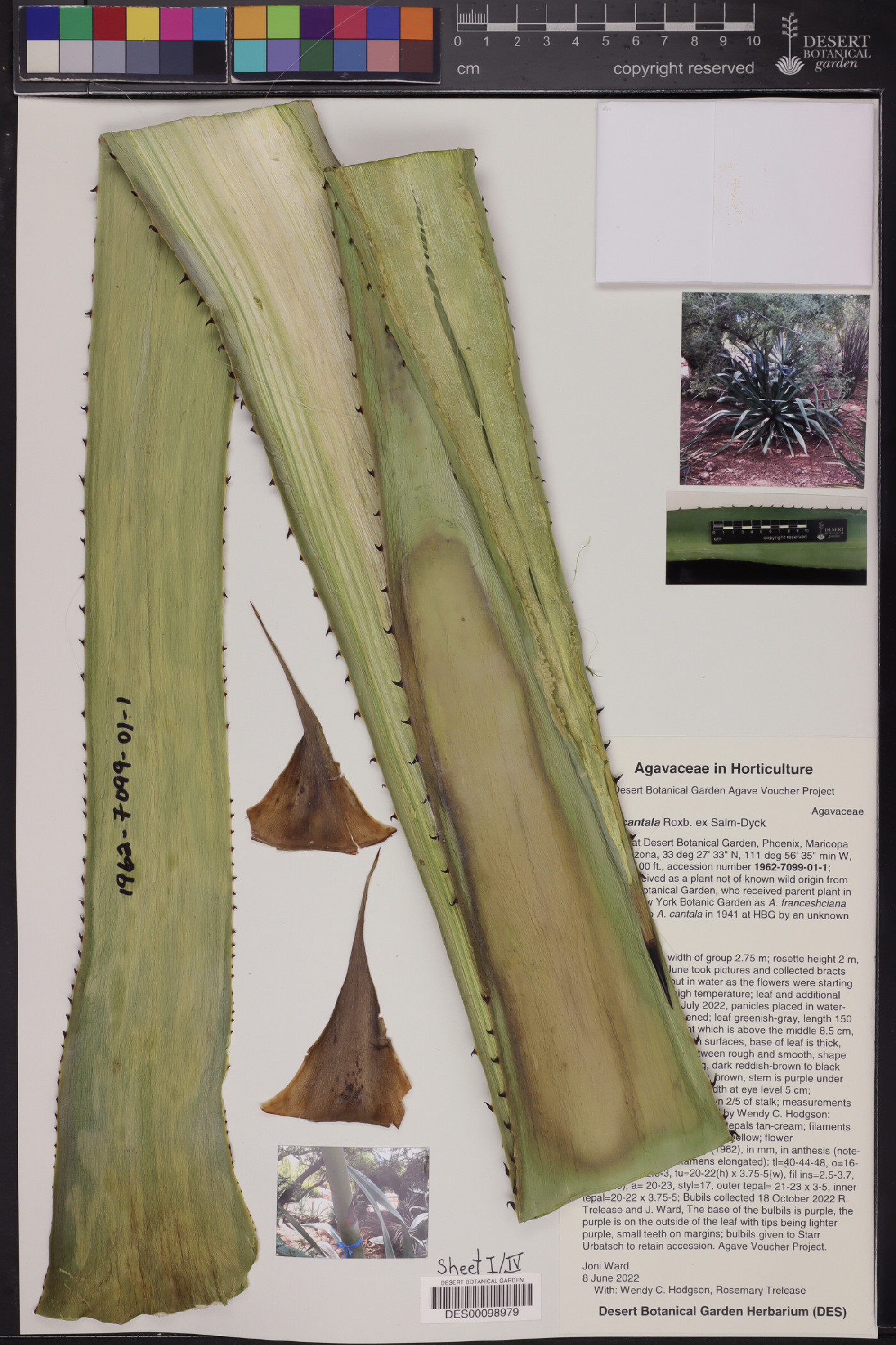 Agave cantala image