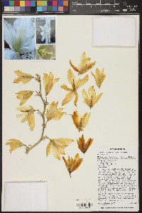 Yucca elata image