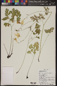 Aquilegia chrysantha image