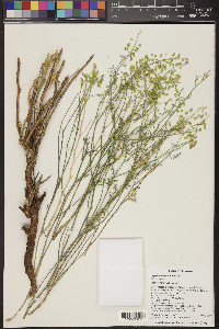 Lepidium montanum image