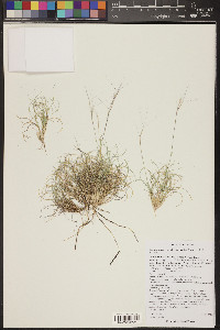 Aristida purpurea var. nealleyi image