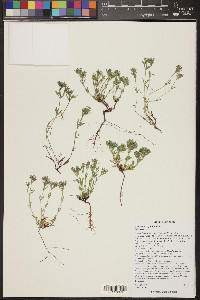 Houstonia wrightii image