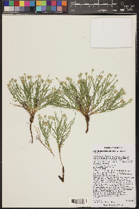 Chaetopappa ericoides image