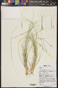 Hesperostipa neomexicana image