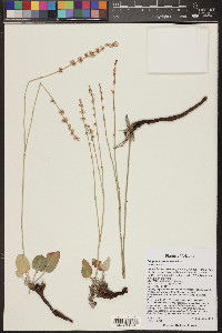 Eriogonum racemosum image