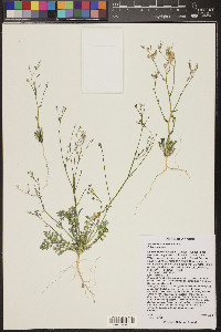 Gilia ophthalmoides image