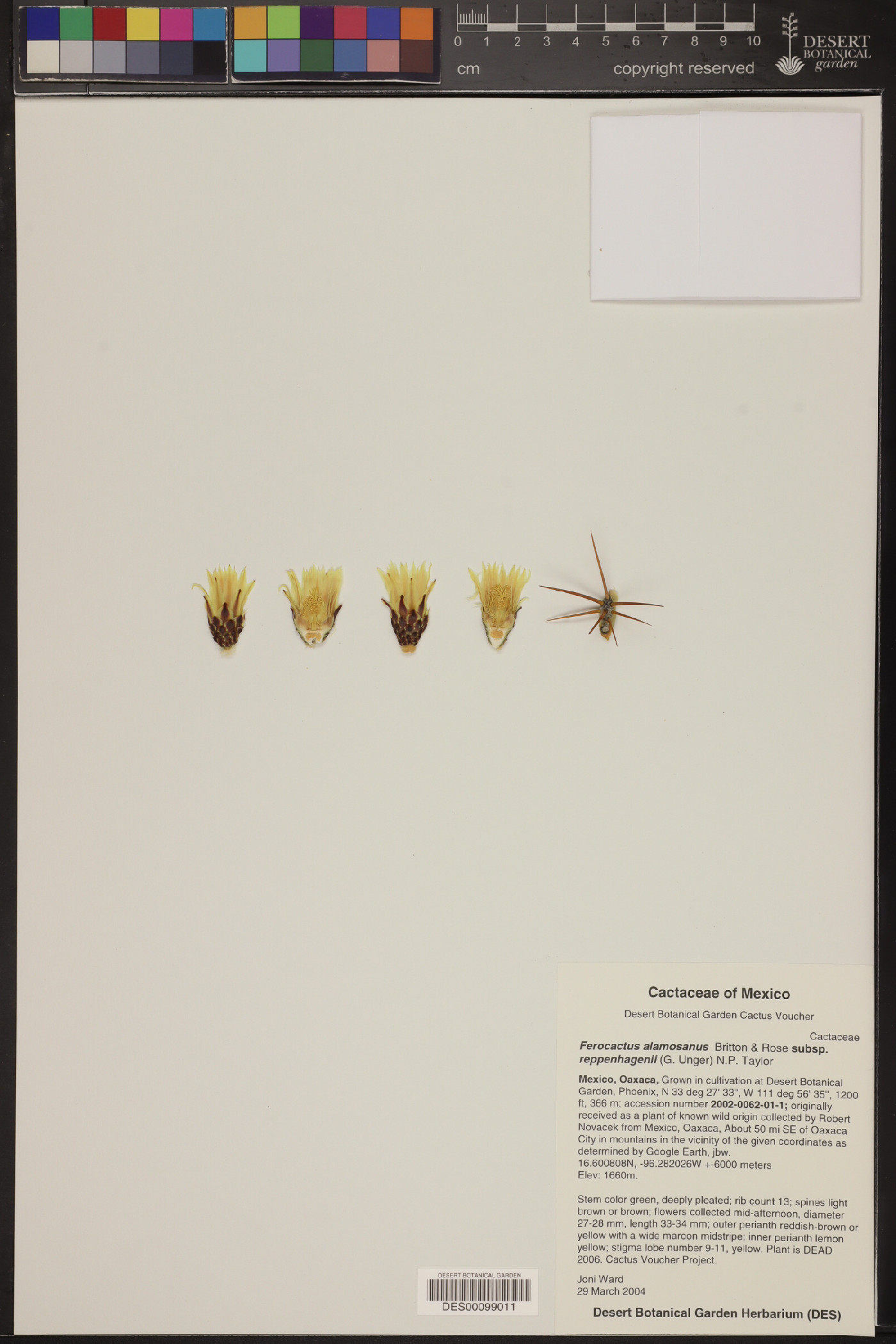 Ferocactus alamosanus subsp. reppenhagenii image