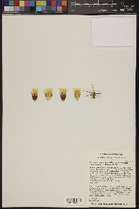 Ferocactus alamosanus image