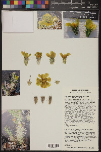 Cylindropuntia abyssi image