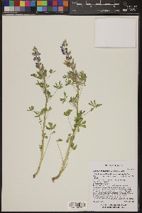 Lupinus arizonicus image