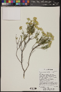 Ericameria linearifolia image