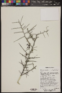 Sarcomphalus obtusifolius image