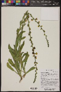 Verbascum blattaria image