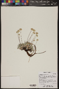 Eriogonum ovalifolium image