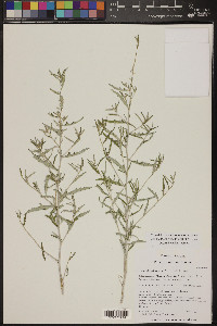 Ambrosia eriocentra image