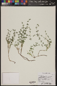 Galium stellatum image