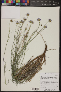 Erigeron utahensis image